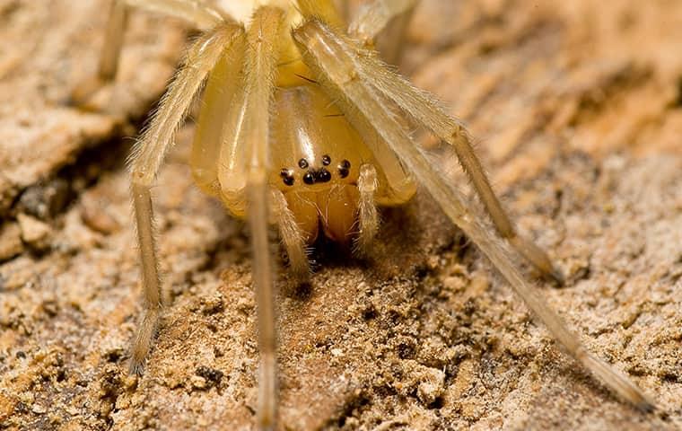 close up image of a spider