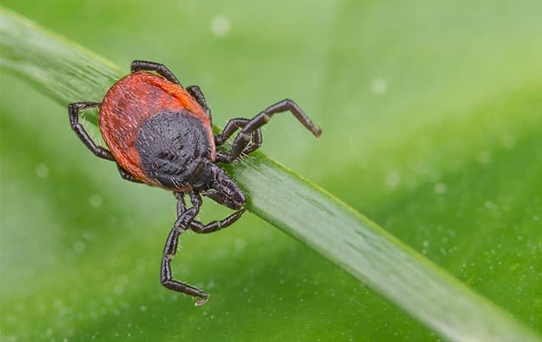 tick crawling on the grass