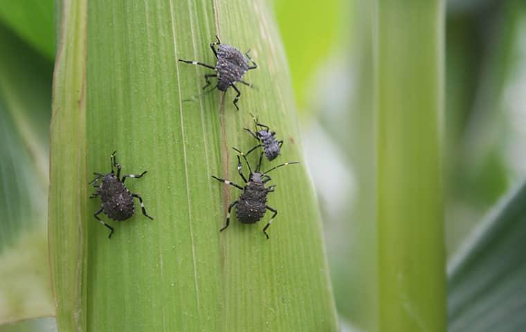 How To Get Rid Of Stink Bugs