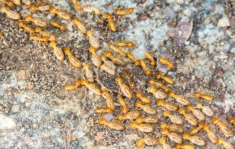 a swarm of termites working on a wood beam