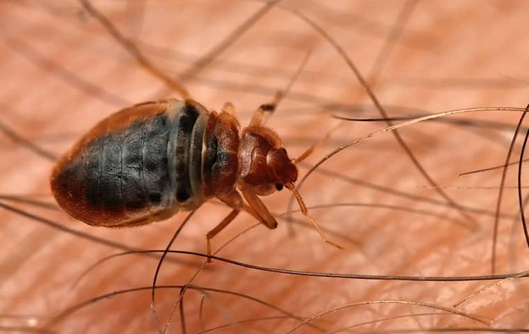 protect your new york home from bed bugs