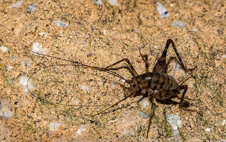 Is There Anything I Can Do About These Camel Crickets?