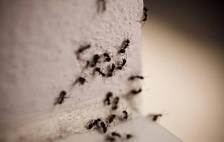 carpenter ants coming into a long island home