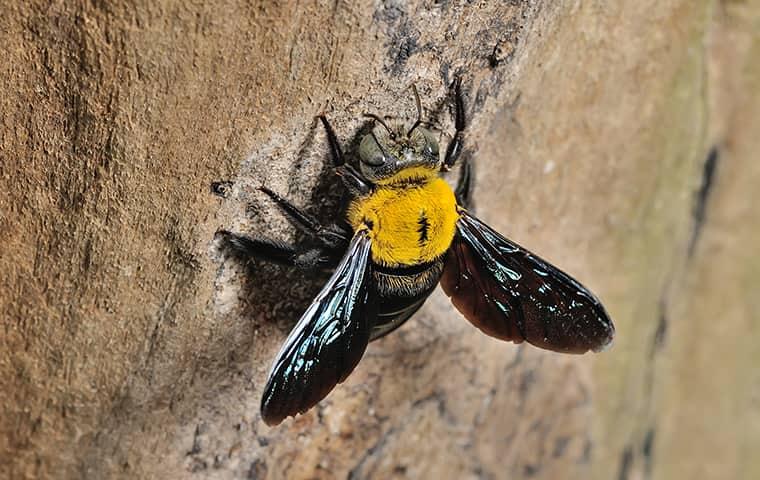 carpenter bees sting