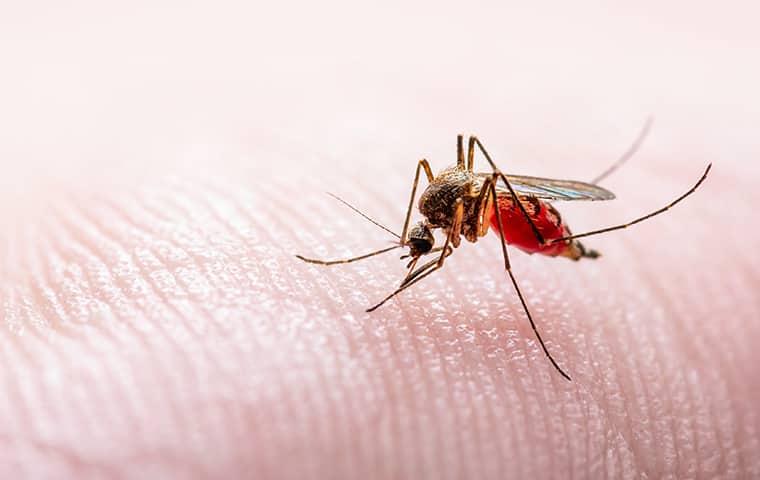 a small red mosquito sneakishly biting on a new york resident on the back of his hand one sunny summer day