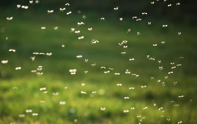 a very large swarm of flying mosquitoes invading a westchester yard