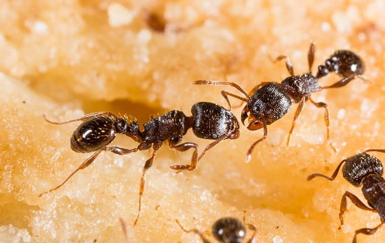 ants on food in a new york home