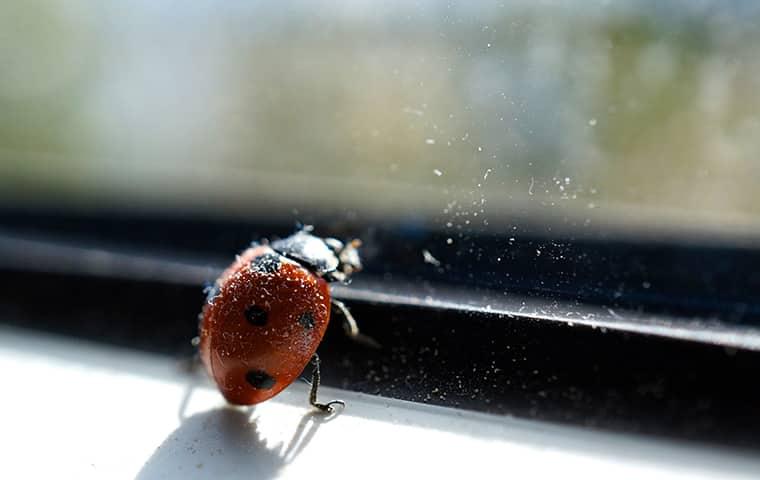 No One Wants To Deal With Pests At Any Time Of The Year lady bug crawling on a new york home window