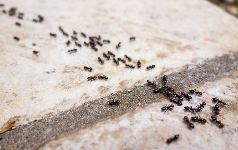 ants crawling along a sidewalk