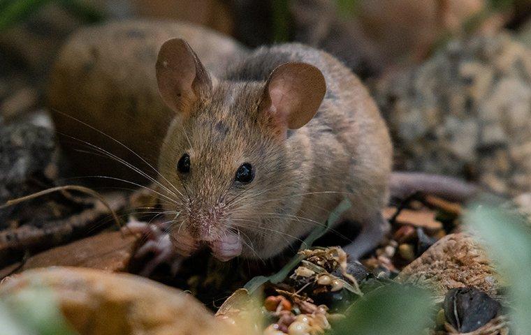 a mouse foraging outside a home