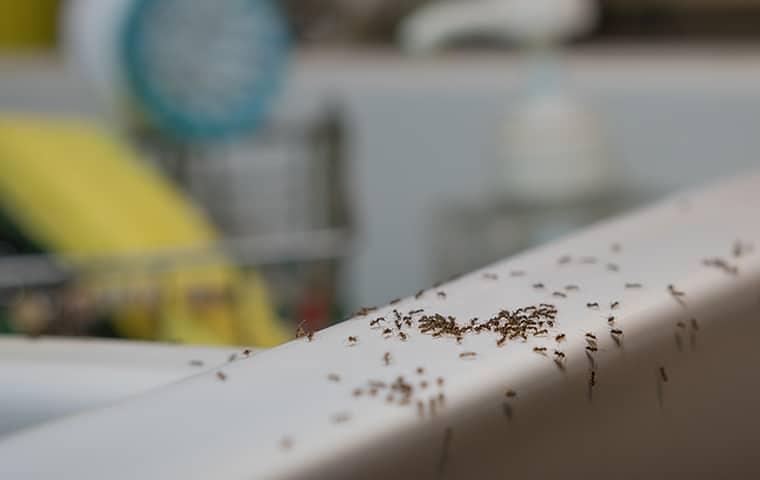 call parkway to get rid of ants in your nassau county home