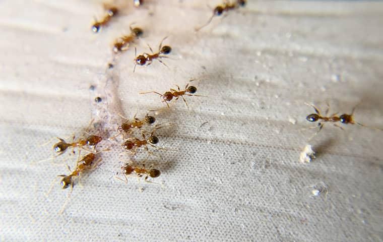 prevent ant problems in your home