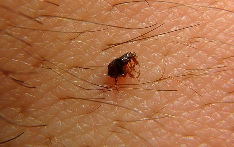 preventing fleas in ny