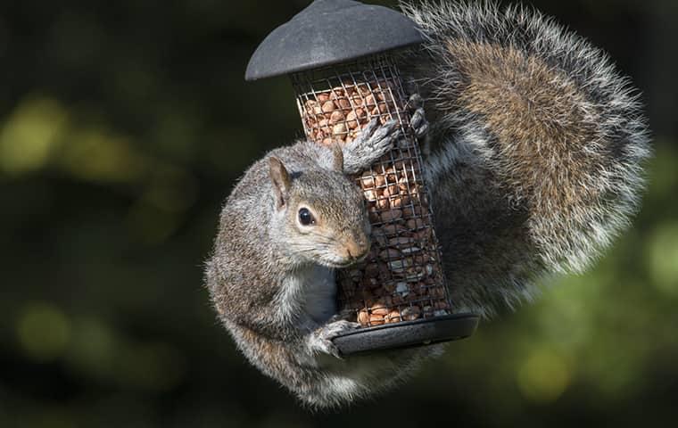 Learn More About Wildlife In New York squirrel hanging off of bird feeder in new york