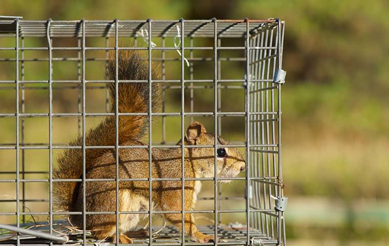 squirrel caught in live trap
