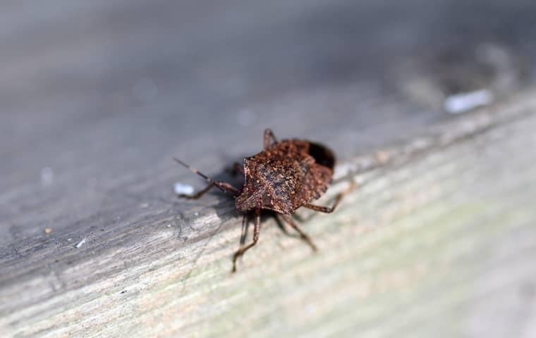 Stink Bugs Come Into Your Home For Protection From The Winter Weather stink bug on wooden surface in new york home