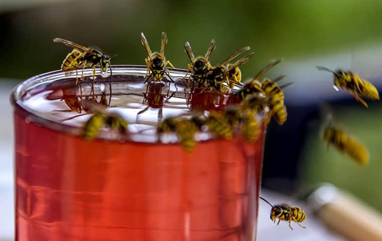 Don't Let Pests Spoil Your Summer Fun wasps swarming around open drinking container