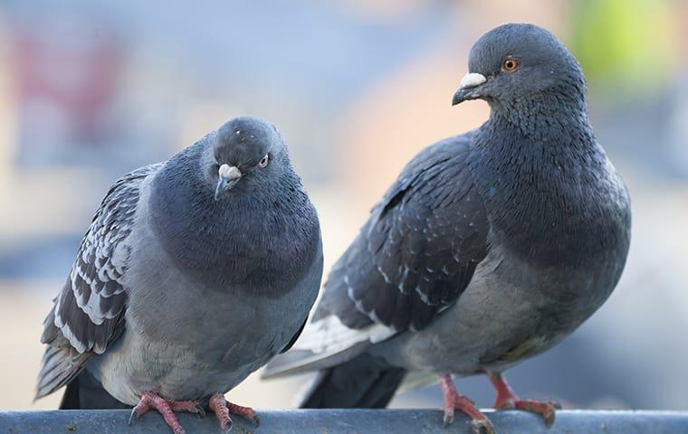 a couple of pigeons sitting on the stoop of a new york apartment building
