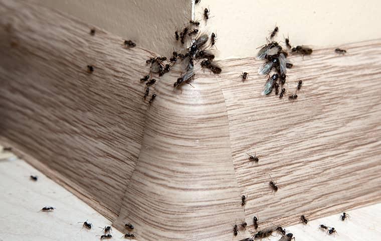 ants crawling on bathroom wall in new york home