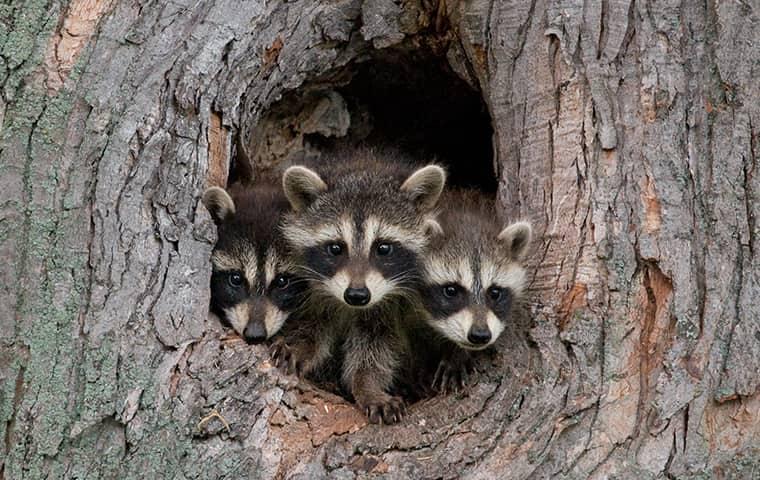 Call Parkway Pest Services To Prevent Spring Wildlife Problems In New York baby raccoons coming out of hole in tree trunk