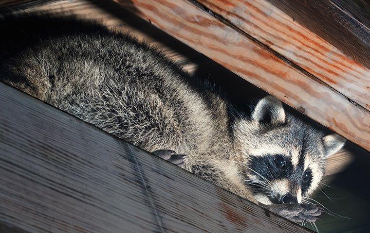 a raccoon climbing in a attic