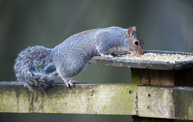squirrel eating from bird feeder at home in new york