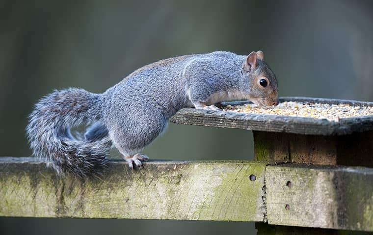 Rodents And Wildlife Are Trying To Escape The Harsh Winter Weather squirrel eating from bird feeder at home in new york