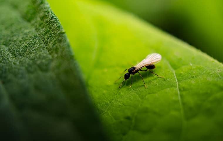 small flying ant on a leaf
