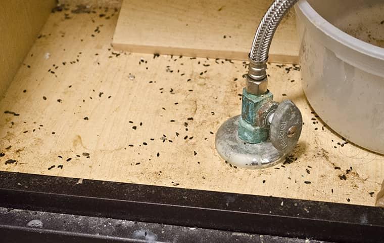 mouse droppings underneath sink cabinet