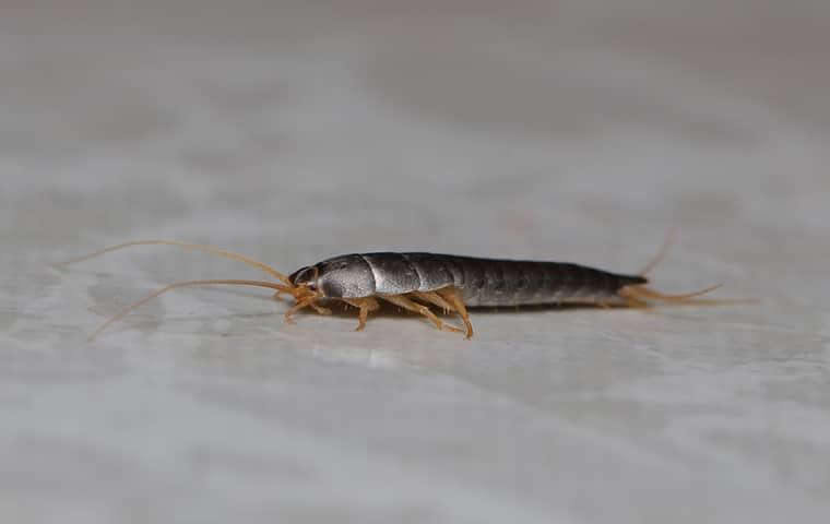 a silverfish crawling on a bathroom surface
