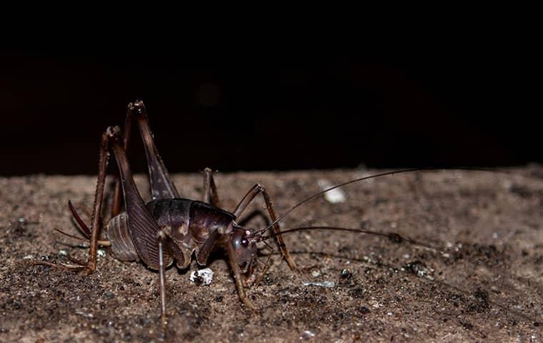 cave cricket in new york home
