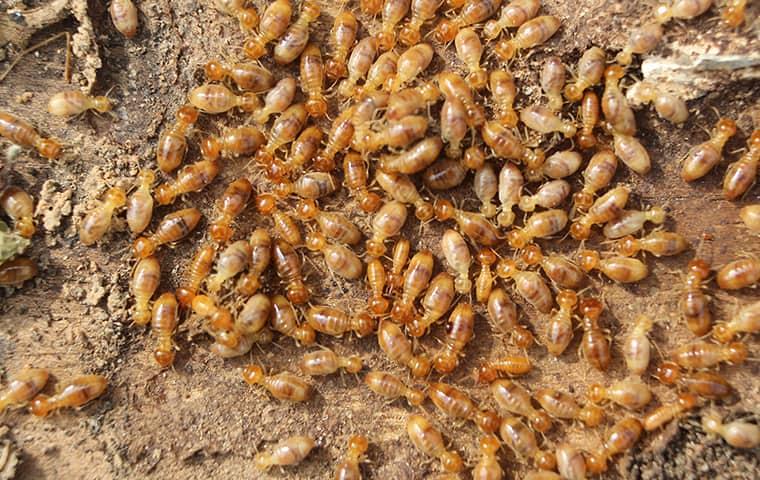Termites Do So Much Damage To Homes termite swarm on a new york home