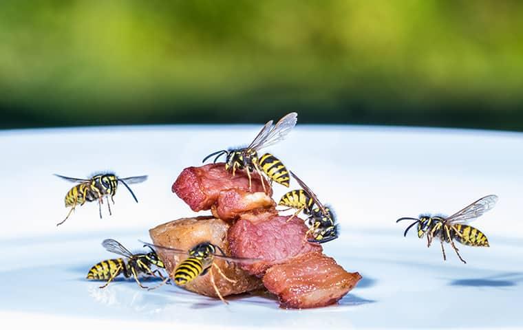 Problems With Stinging Insects Grow Worse In The Late Summer stinging insects eat food scraps left outside