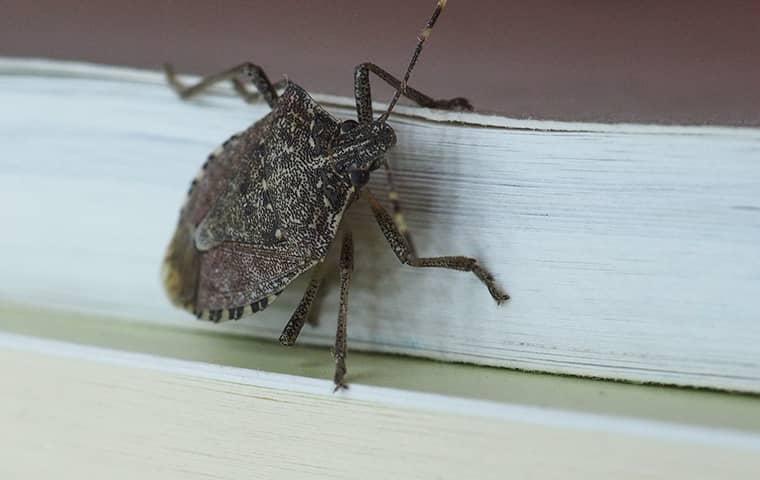 a stink bug on a window in connecticut