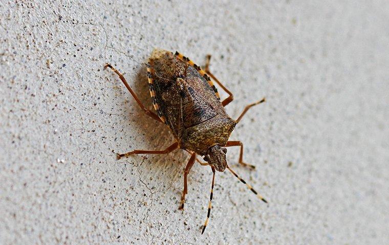 a stink bug crawling on a wall