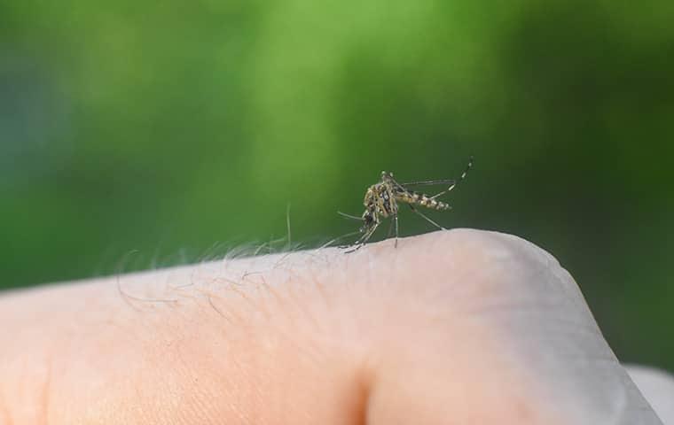 mosquito biting a man's finger