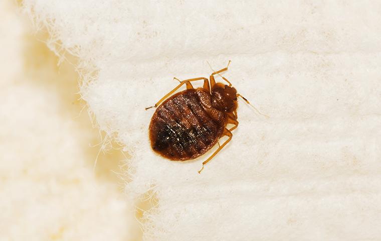 a bed bug on bedding in a new york home
