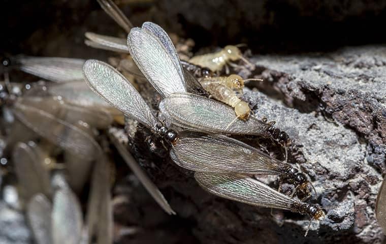 Lear More About Termite Swarmers From The Experts termite swarmers on wood