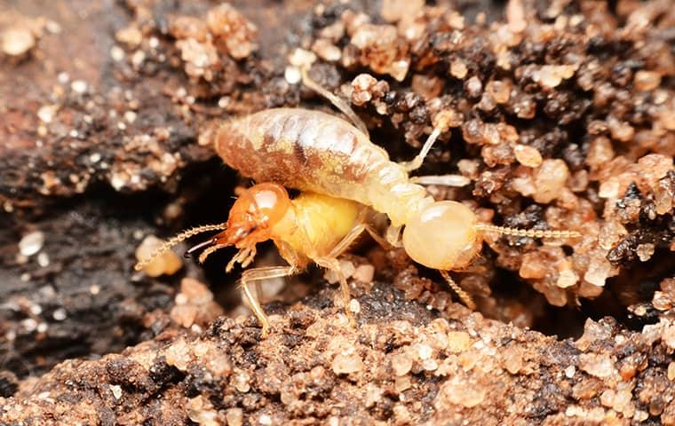two termites on the ground near house