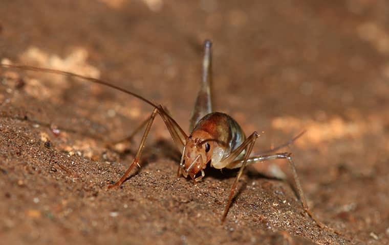 The Camel Cricket