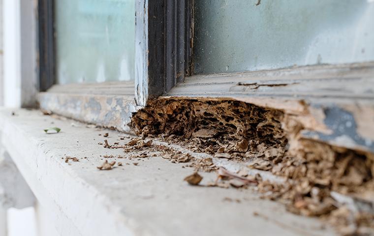 termite inspection fresno