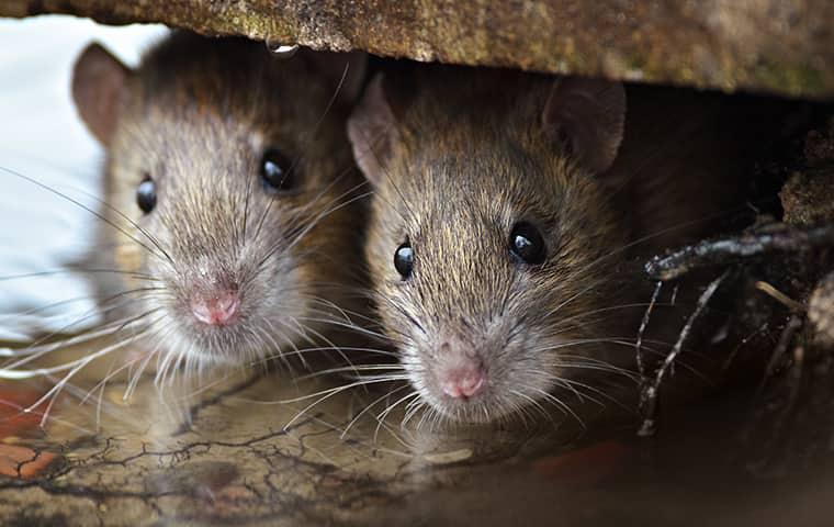 Fall Rodent Prevention Tips two mice looking into a new york home