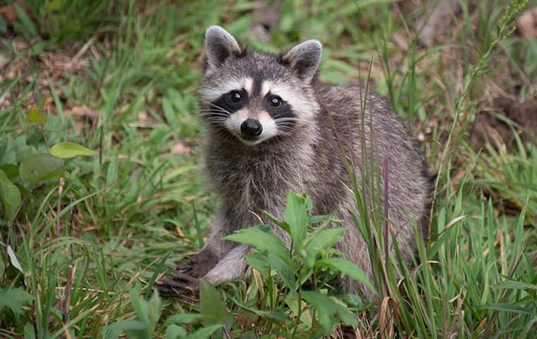 Keep Wildlife Out Of Your Home raccoon looking for a way in to a home