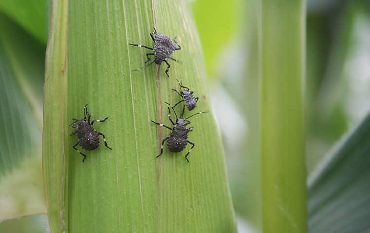 a group of stink bugs moving up a leaf