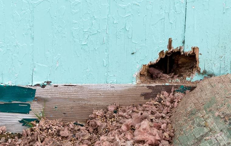 hole in house made by wildlife pest