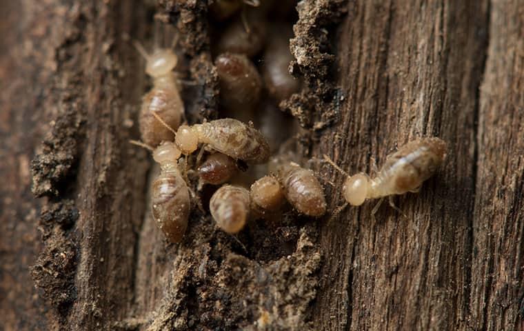termites dont hibernate in the winter so beware