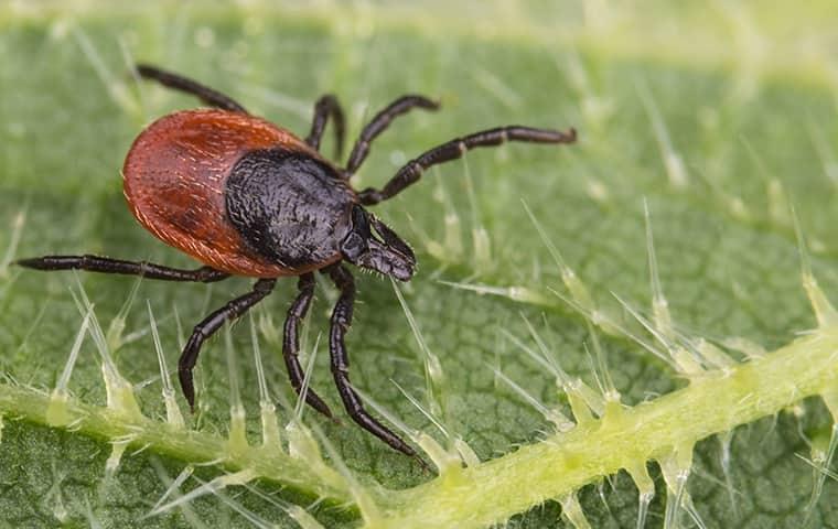 Deer Ticks Are A Common Threat beware of ticks in greenwich ct