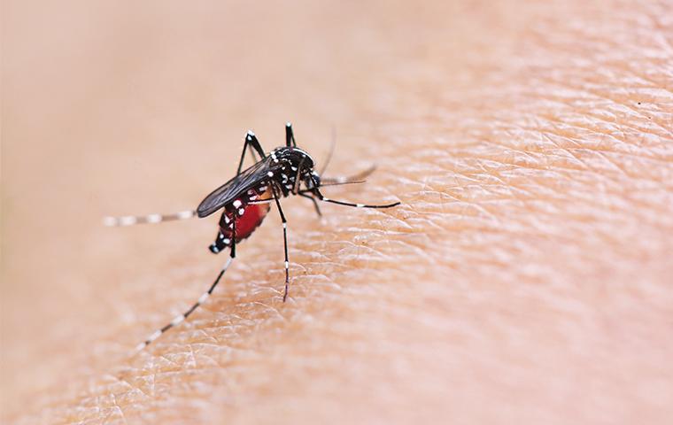 a mosquito biting a persons arm
