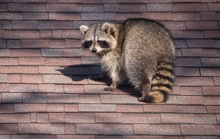 Keep Winter Wildlife Outside raccoon looking for food