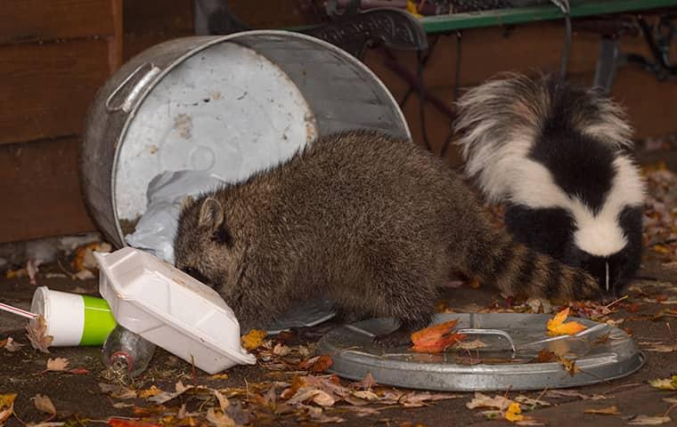 Wildlife Pests Are Looking For Food, Water, And Shelter During The Winter Months wildlife pests scavenging for food from trash